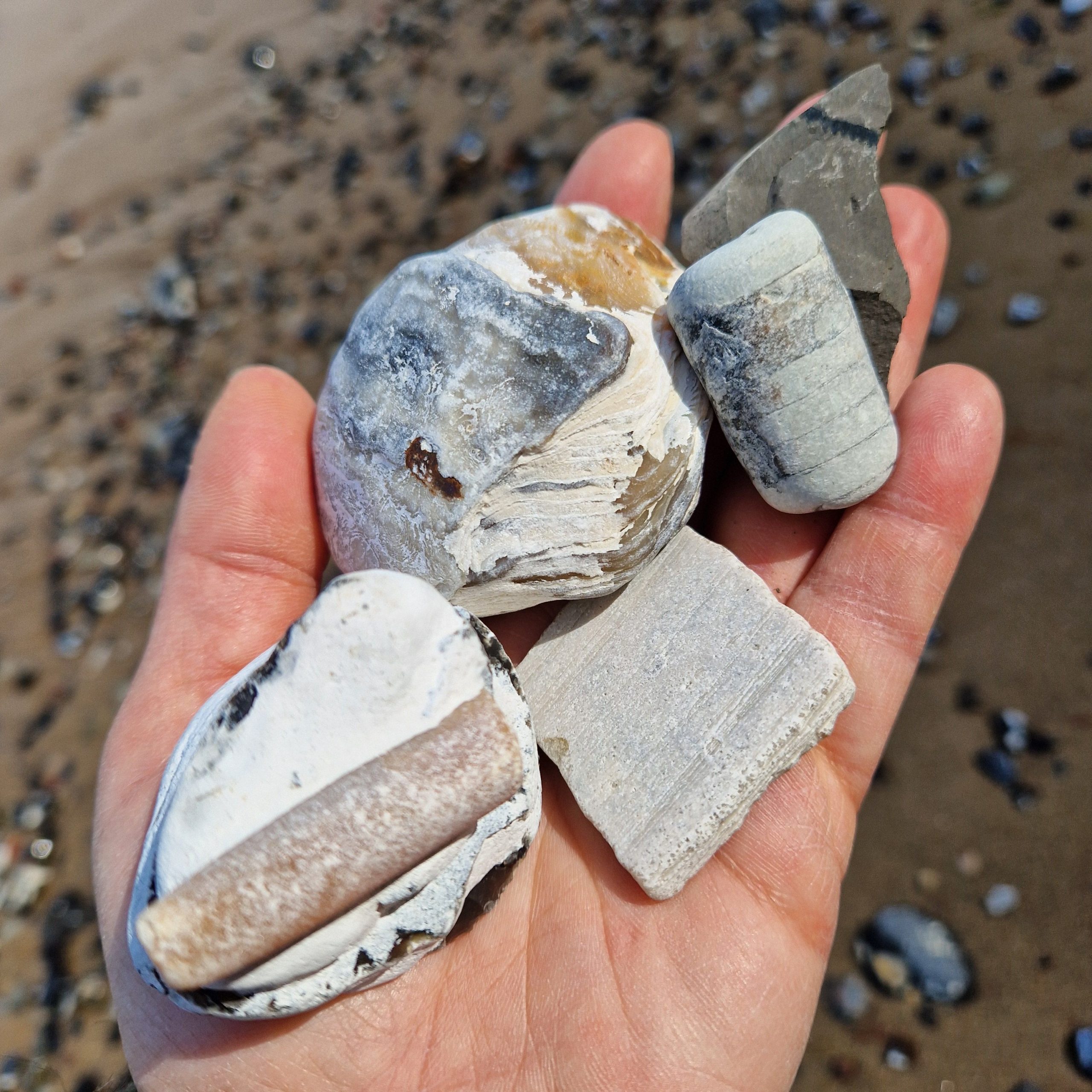 Geologische Strandwanderung